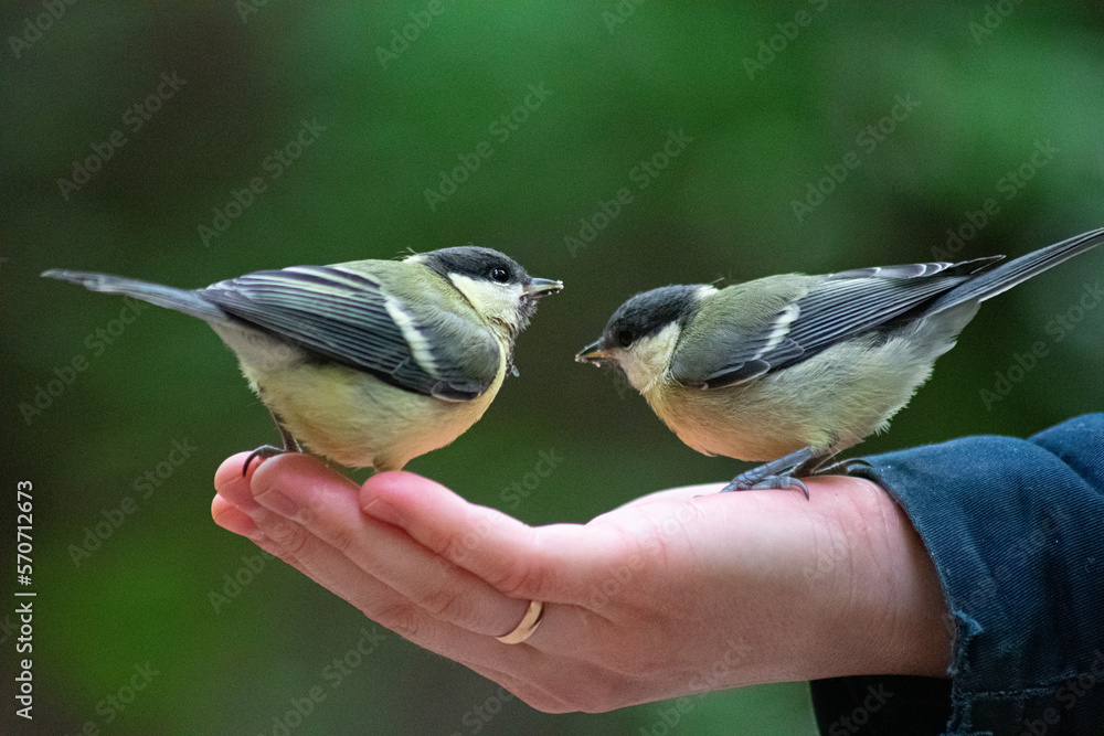 Fototapeta premium two tit in a hand