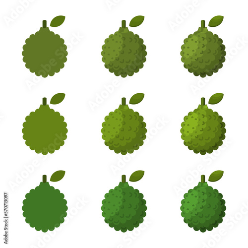 A vector drawn kaffir lime illustration with various colors and amount of details