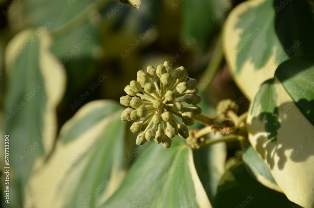 terminal raceme of ivy with its variegated foliage terminal raceme of ivy with its variegated foliage