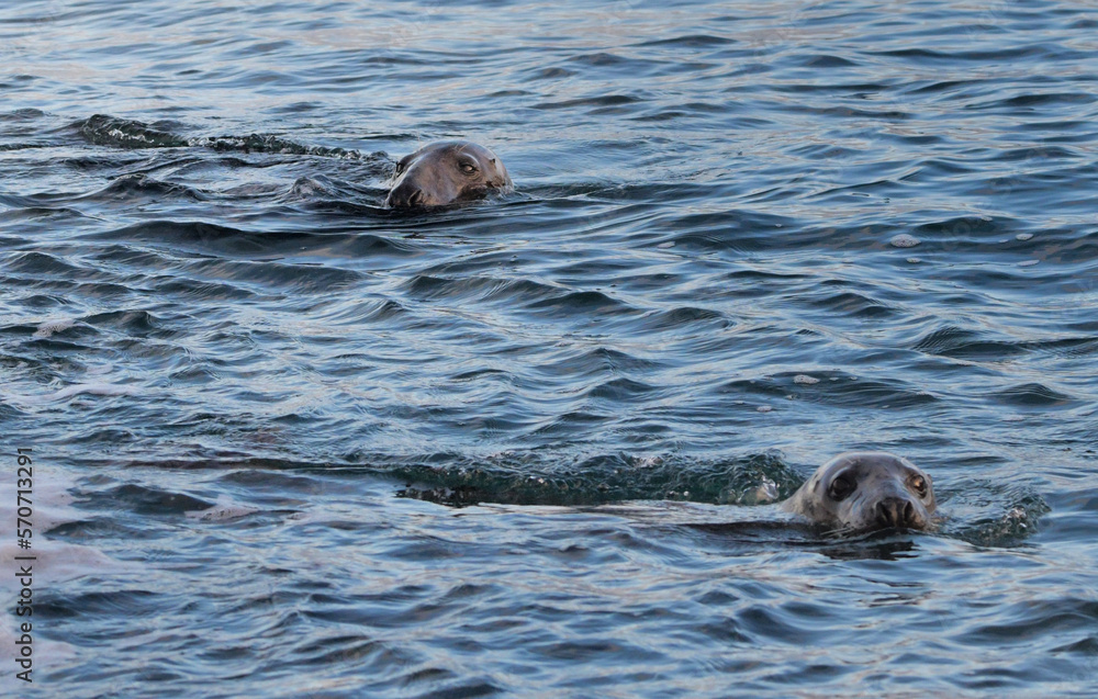 Fototapeta premium Phoques sur la côte de granit rose en Bretagne