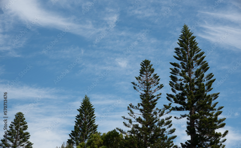 Pine tall trees treetops against blue cloudy sky. Nature landscape . Copy-space