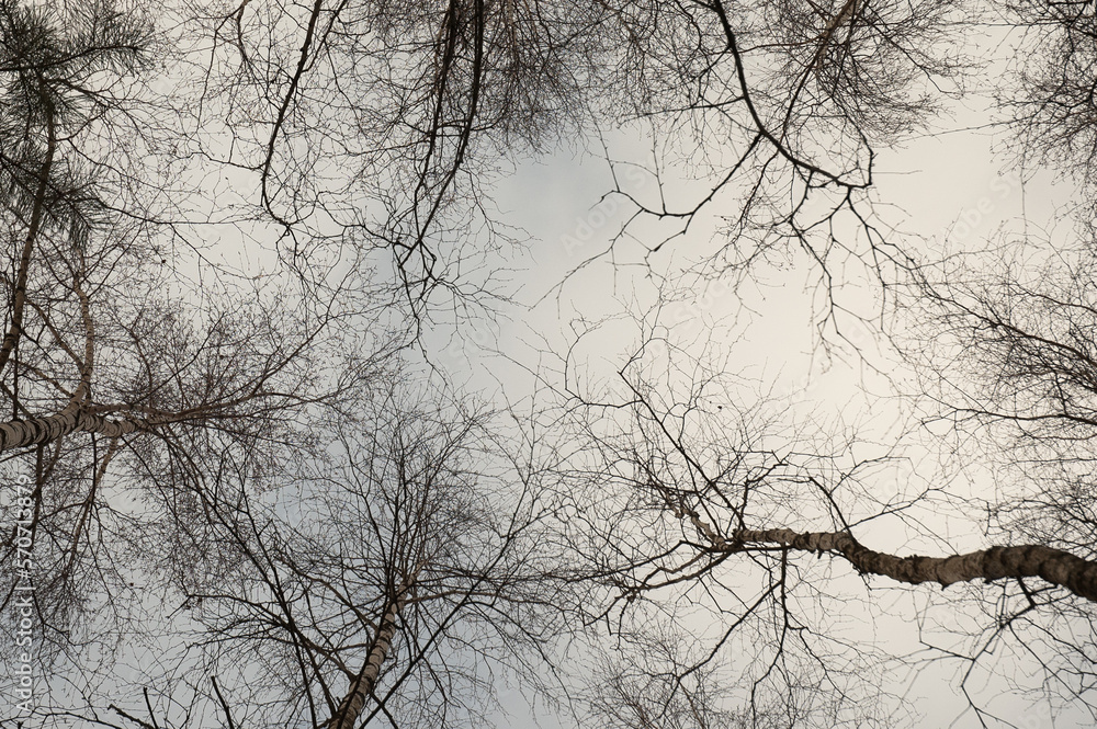 trees against a gray sky, view from below trees against a gray sky, view from below