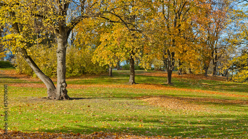 park in autumn, in the photo are trees in autumn, a meadow and fallen multi-colored leaves