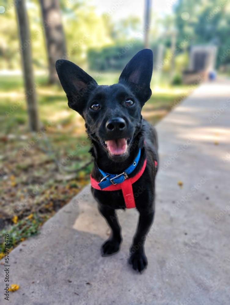 Happy doggy Happy doggy