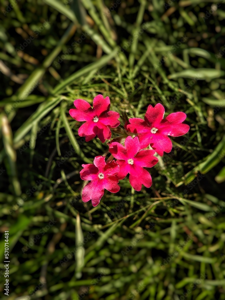 pink flower in the garden pink flower in the garden