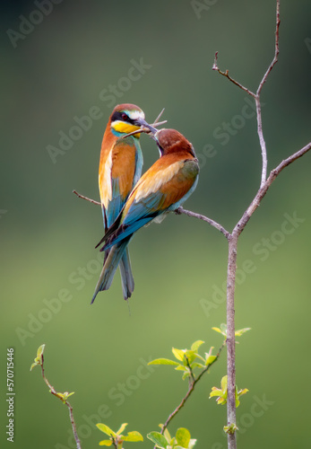 European Bee-eater Merops apiaster two colourful birds photo