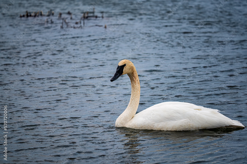 Trumpeter Swan on the Lake