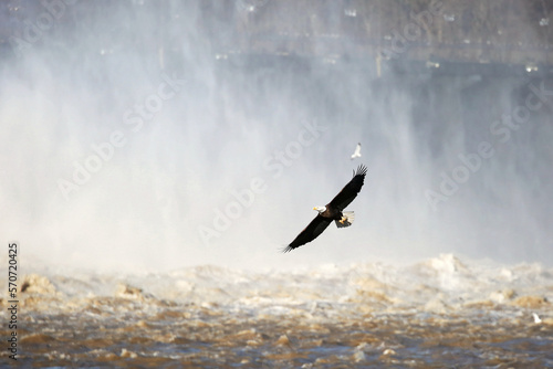 The Conowingo dam on Susquehanna river is a popular attraction to watch birds, especially bald eagles. A flying bald eagle is preying on fish stunned by water. Darlington, Maryland