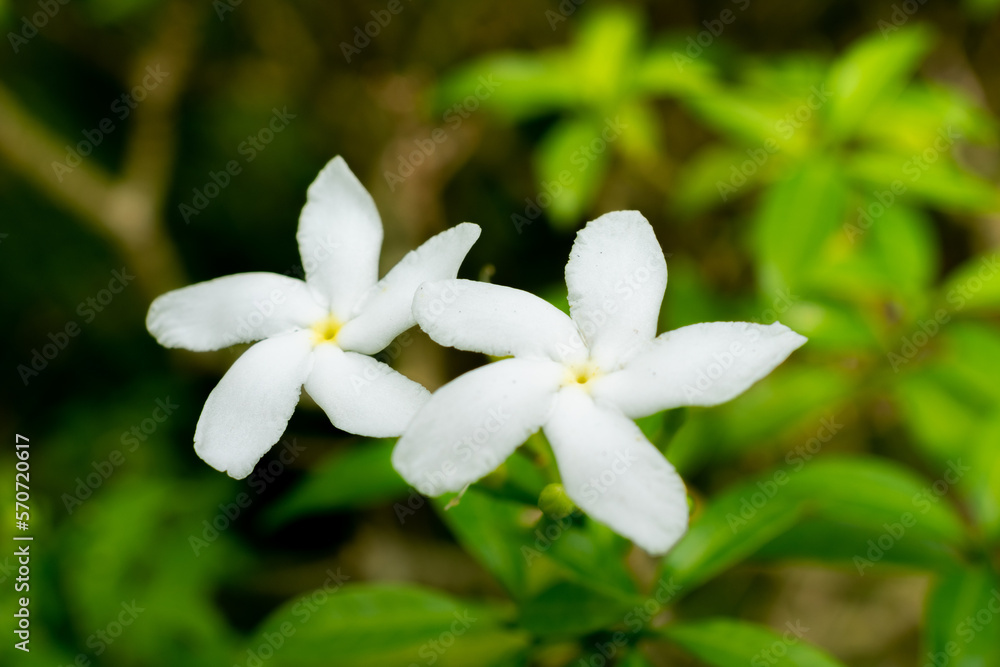 white flowers | Pinwheel flower | crape jasmine
