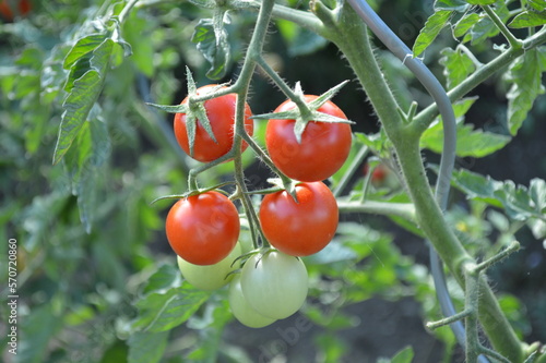 tomatoes in the garden