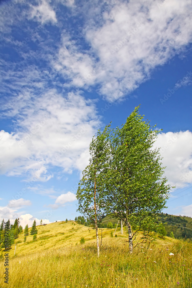 Landscape with birches in Carpathian mountains, Ukraine