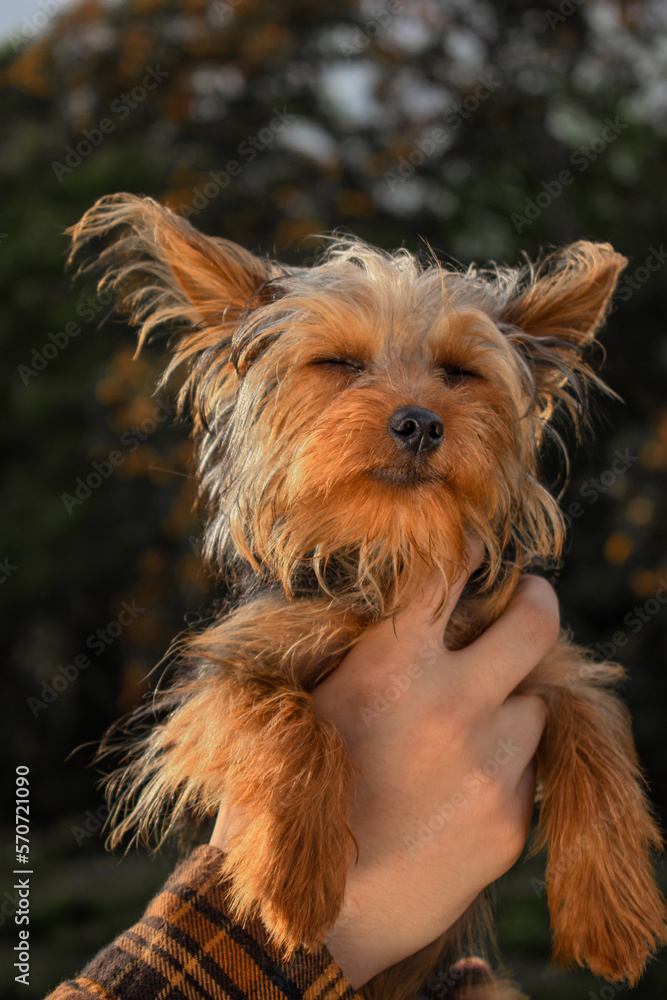 Naklejka premium Cute pets in autumn