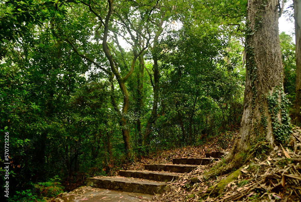 Obraz premium path in the forest