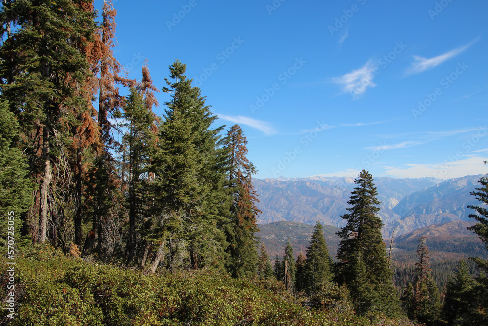 Sequoia & Kings Canyon, California