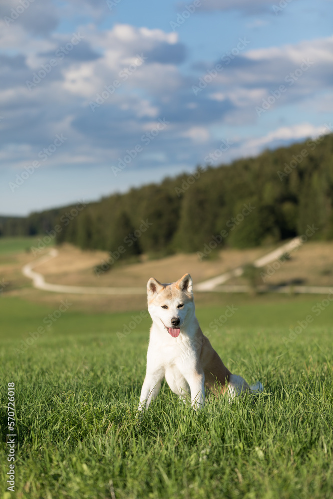 Akita Inu in Albstadt-Ebingen, Stählernes Männle Akita Inu in Albstadt-Ebingen, Stählernes Männle