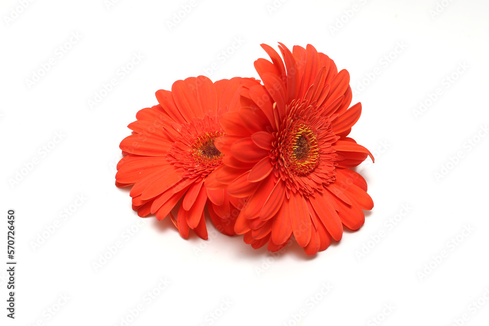 白背景のオレンジ色のガーベラの花首