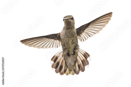 Black-chinned Hummingbird (Archilochus alexandri) Photo, Head-on in Flight on a Transparent Background