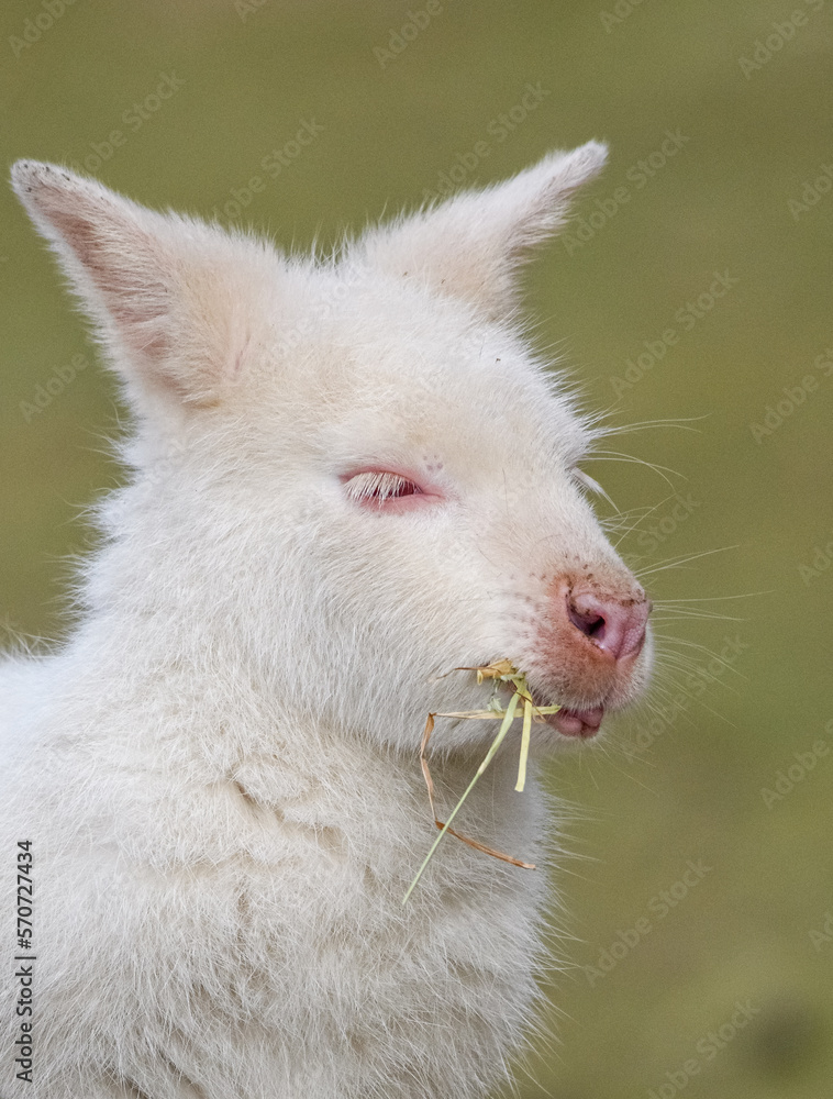 Fototapeta premium Albino Wallaby Portrait