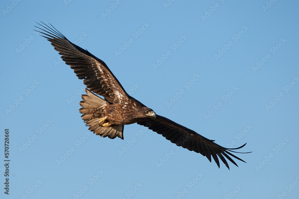 White-tailed eagle (Haliaeetus albicilla) White-tailed eagle (Haliaeetus albicilla)