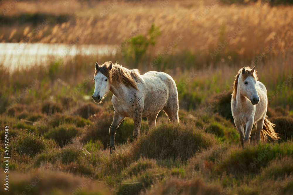 Obraz premium Two white horses of Camargue