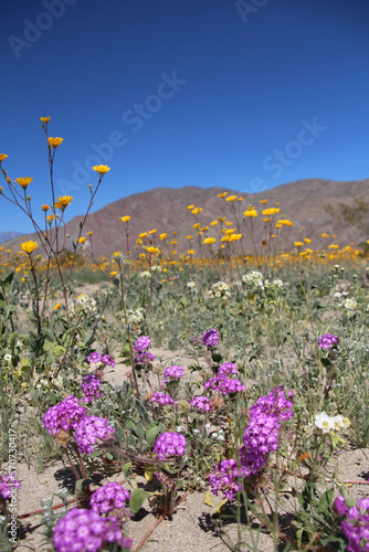 Anzo Borrego, CA - Superbloom (2016)