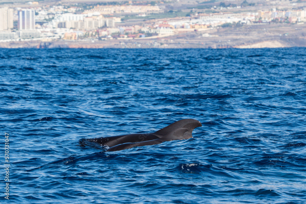 Naklejka premium Whale watching at Tenerife Canary Islands, Spain