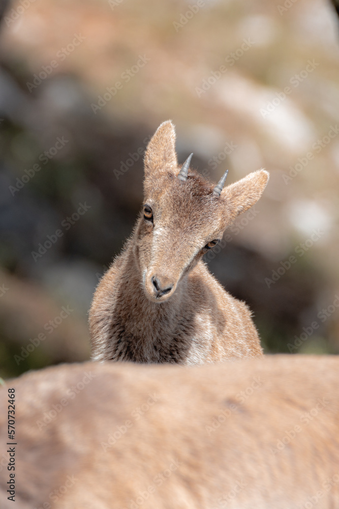 Fototapeta premium closeup of an ibex calf
