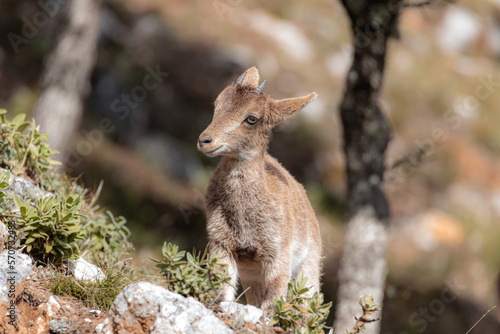 Photos Calf of ibex