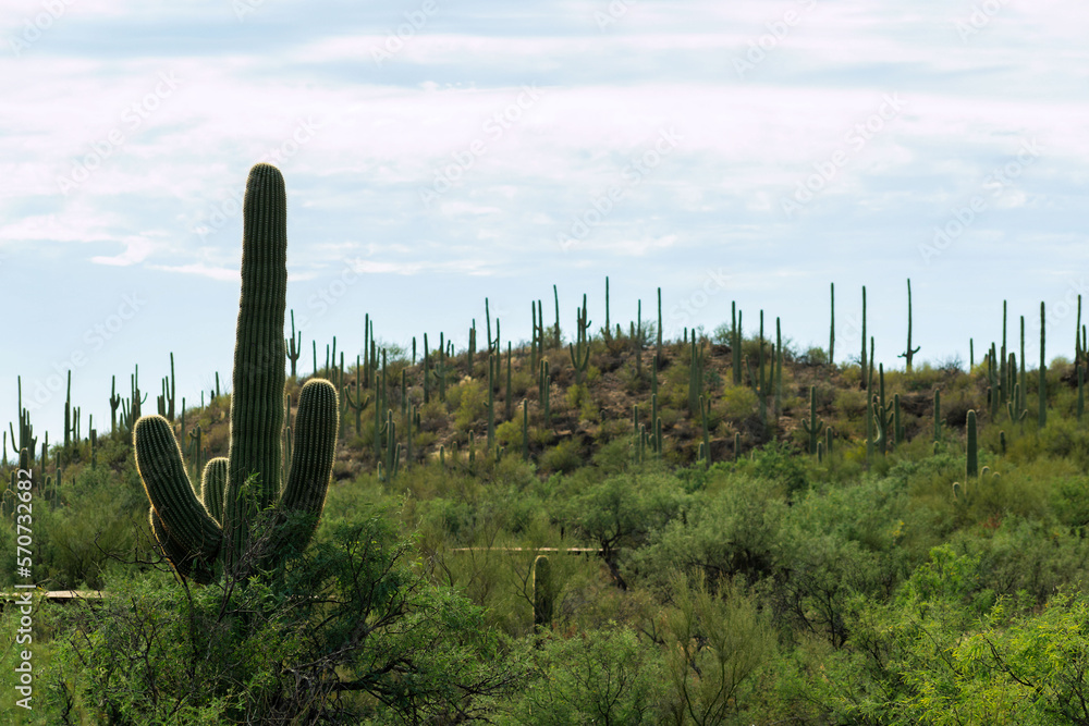 Tall saguaro cactus sillhouette with rolling hills and cliffs in sabino national park and mission view trail arizona