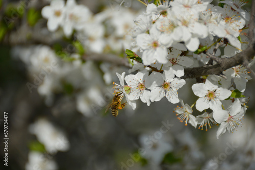 Selective focus of beautiful branches of white cherry blossoms on a tree under a blue sky. the bee pollinates the flower of the future berry. pollen and nectar collected on the paws of an insect