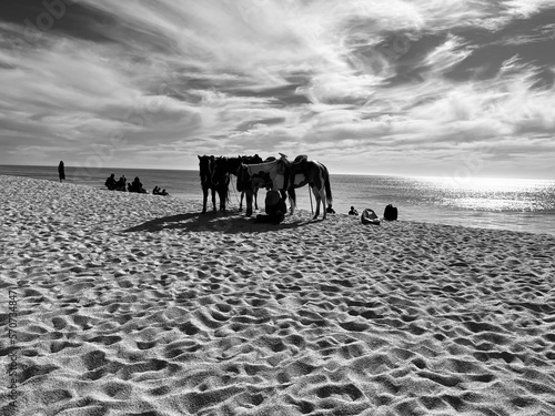 horses on the beach