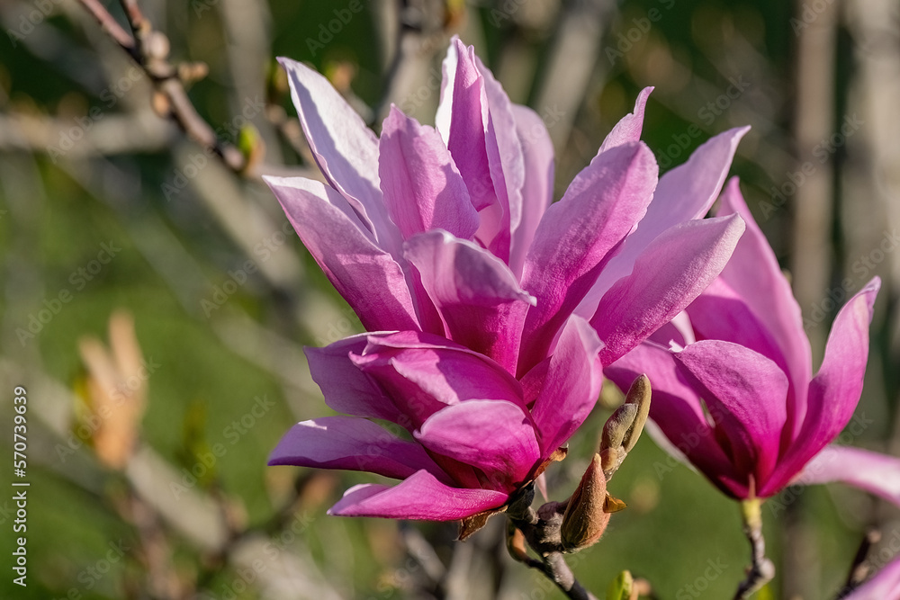Magnolia liliiflora Nigra pink flower in the garden design. Magnolia liliiflora Nigra pink flower in the garden design.