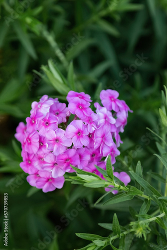 Phlox paniculate pink flower in the garden design.