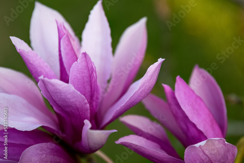 Magnolia liliiflora Nigra pink flower in the garden design. photo