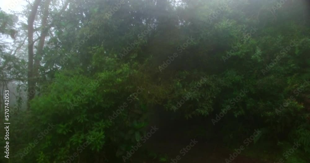 aerial view amazon jungle and humid jungle aerial view amazon jungle and humid jungle