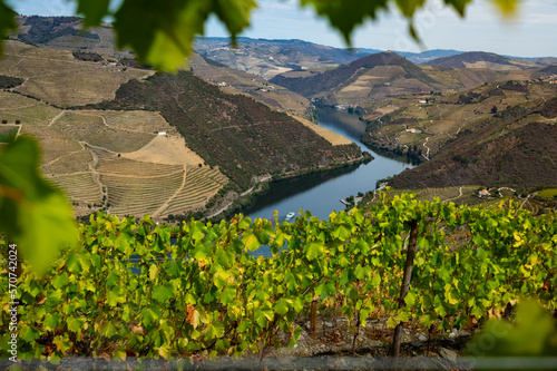 Viewpoint view of terraced vineyards at romantic in Douro valley near Pinhao village, heritage of humanity