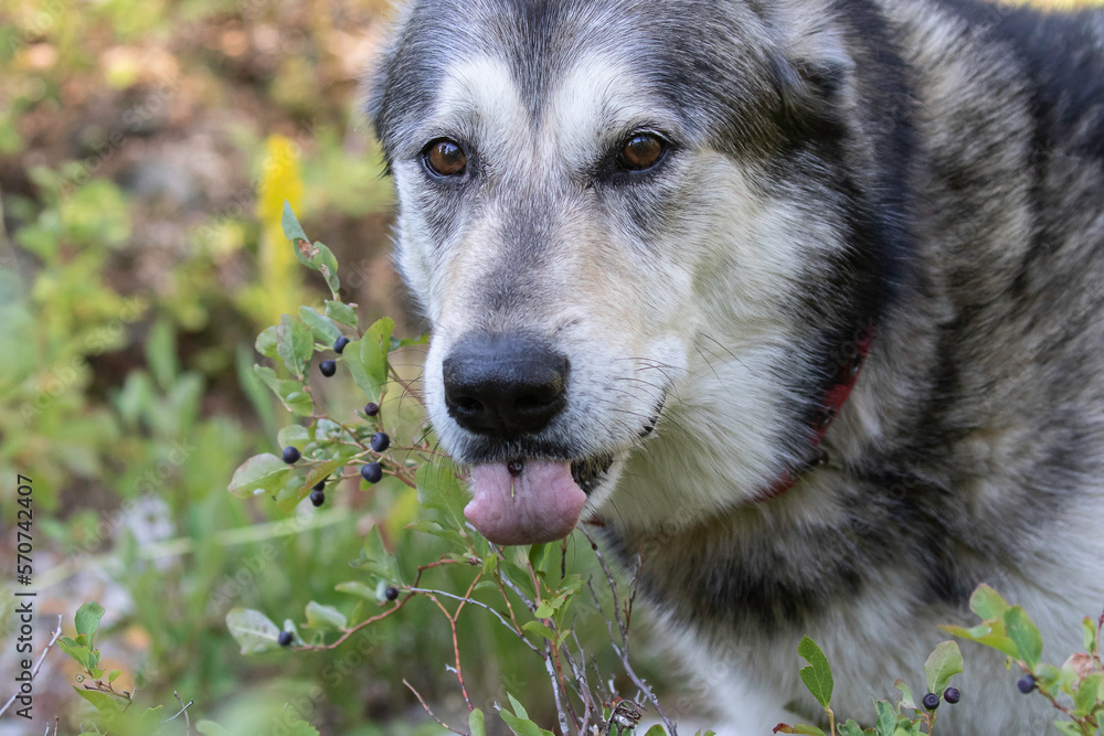 Dog Eating Huckleberries