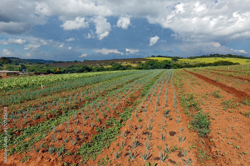 Onion plantation in countryside of Sao Paulo state, Brazil