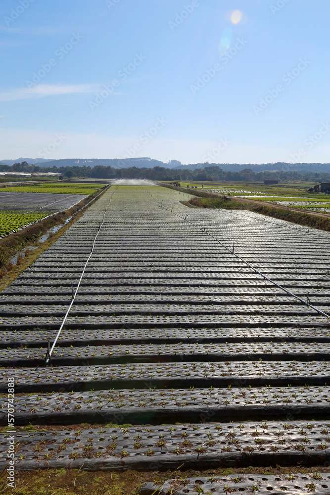 Irrigation system in action in vegetable planting in countryside of Sao Paulo state, Brazil