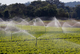 Irrigation system in lettuce plantation in the countryside of the state of Sao Paulo, Brazil