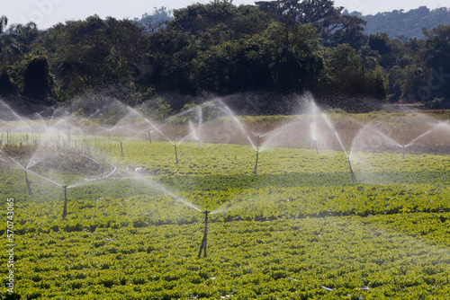 Irrigation system in lettuce plantation in the countryside of the state of Sao Paulo, Brazil