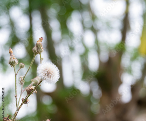 Dandelion puff with blurred background photo