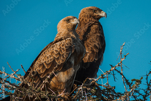 an eagle couple in the african serengeti