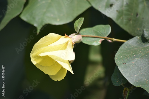 Flower of Hibiscus tiliaceus, commonly known as the sea hibiscus or coast cottonwood, is a species of flowering tree in the mallow family, Malvaceae photo