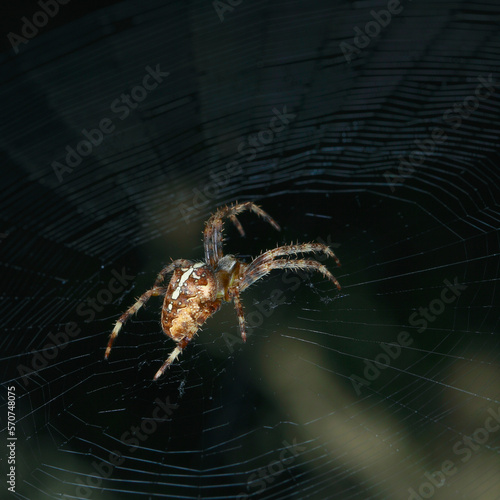spider with a cross on its web