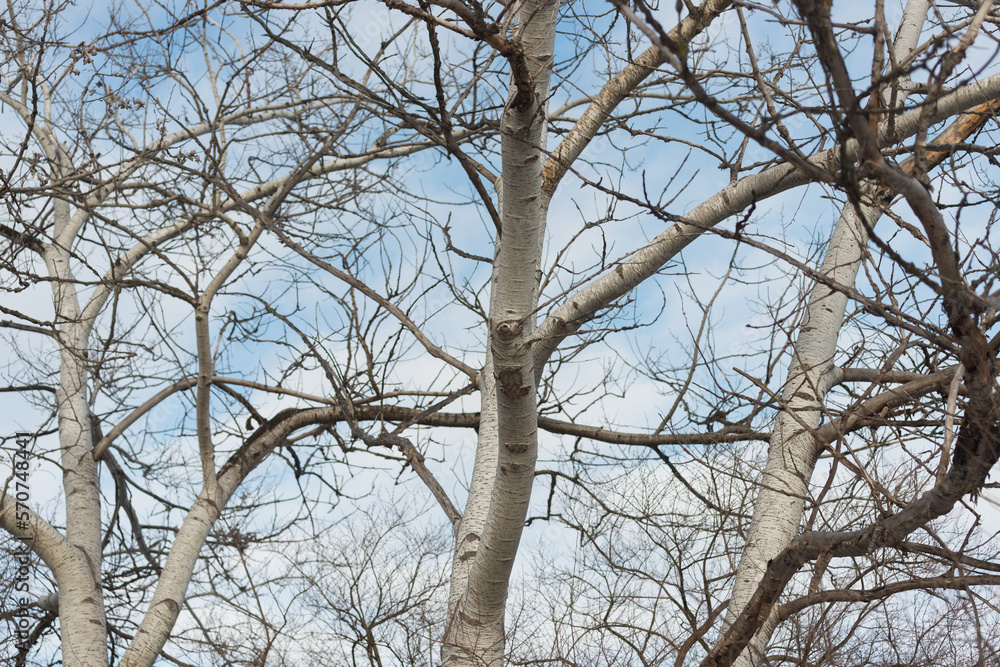 bare poplar trees and cloudy blue sky in winter bare poplar trees and cloudy blue sky in winter