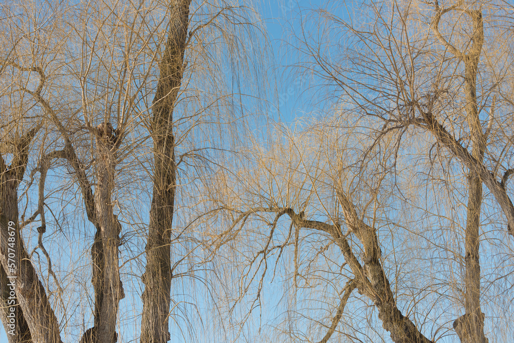 bare weeping willow branches on a blue sky bare weeping willow branches on a blue sky