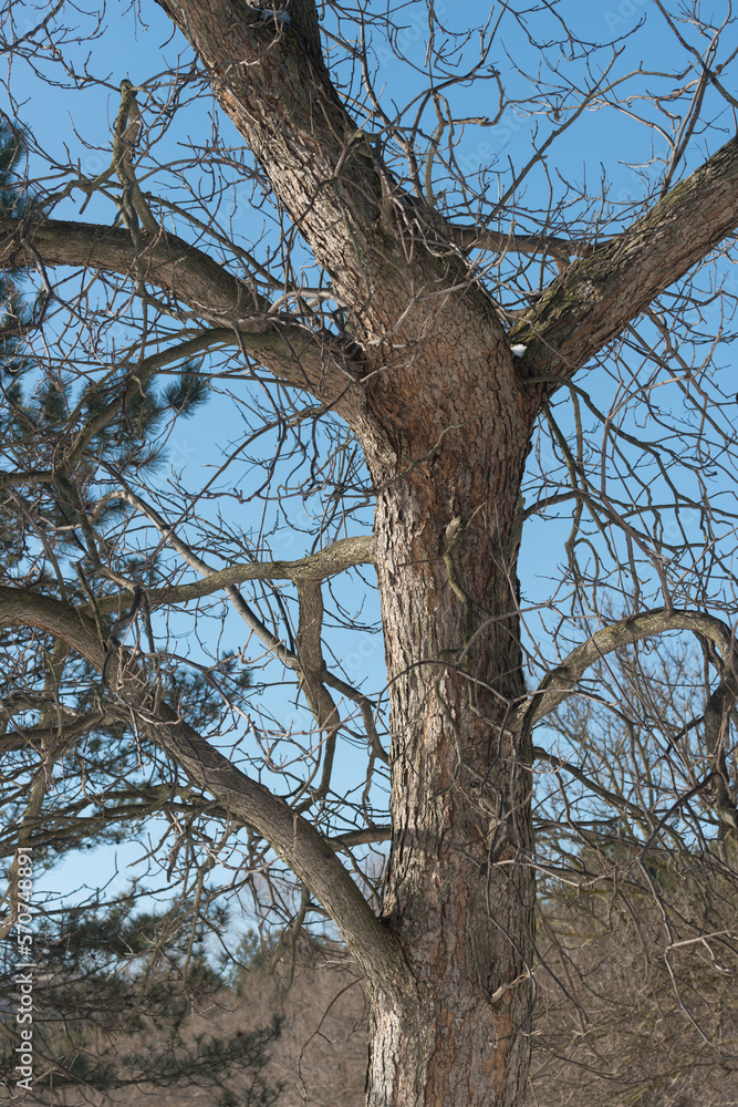 Obraz premium tree in the park