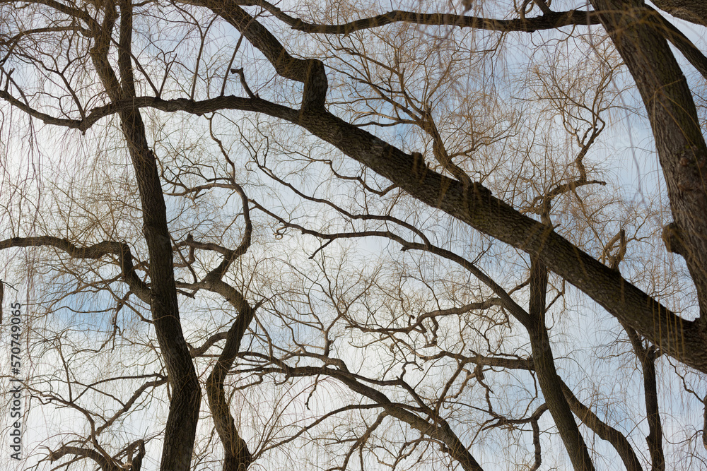 pattern of willow tree branches on a cloudy sky pattern of willow tree branches on a cloudy sky