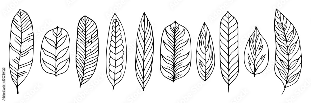 Set collection plants leave hand draw vector. Drawing beautiful leaves, a decorative tropical set Set collection plants leave hand draw vector. Drawing beautiful leaves, a decorative tropical set